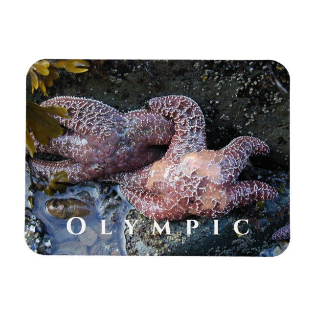 Ochre Sea Star, Tide Pool, Olympic National Park Magnet (Horizontal)