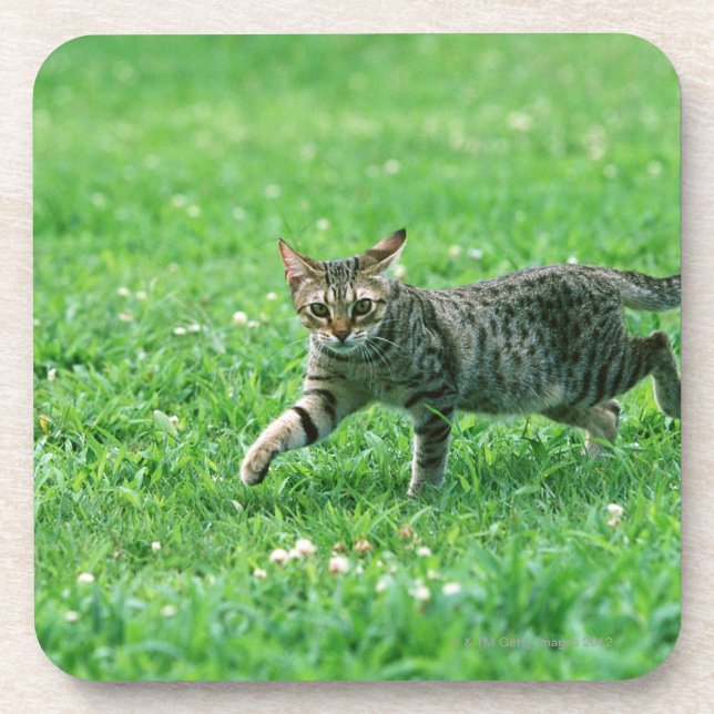 Ocicat Coaster (Front)