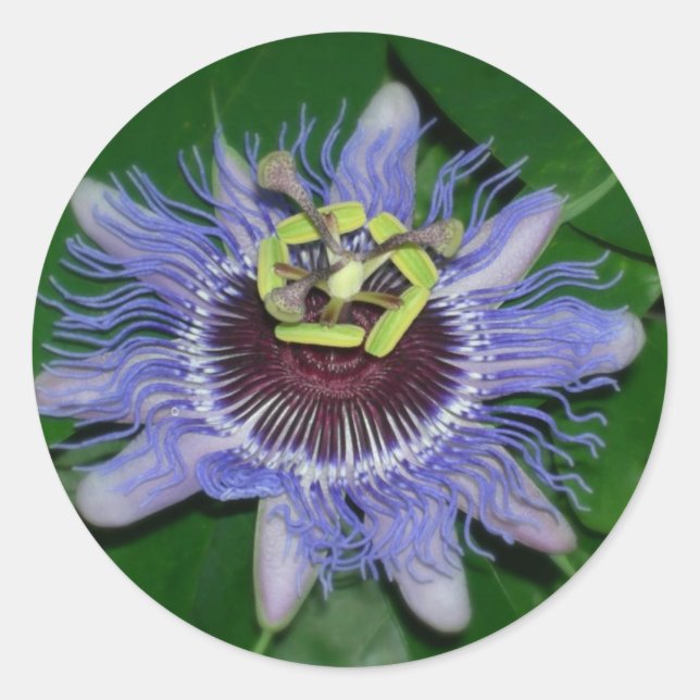 Ocoee flower Passiflora caerulea Passion flower Classic Round Sticker (Front)