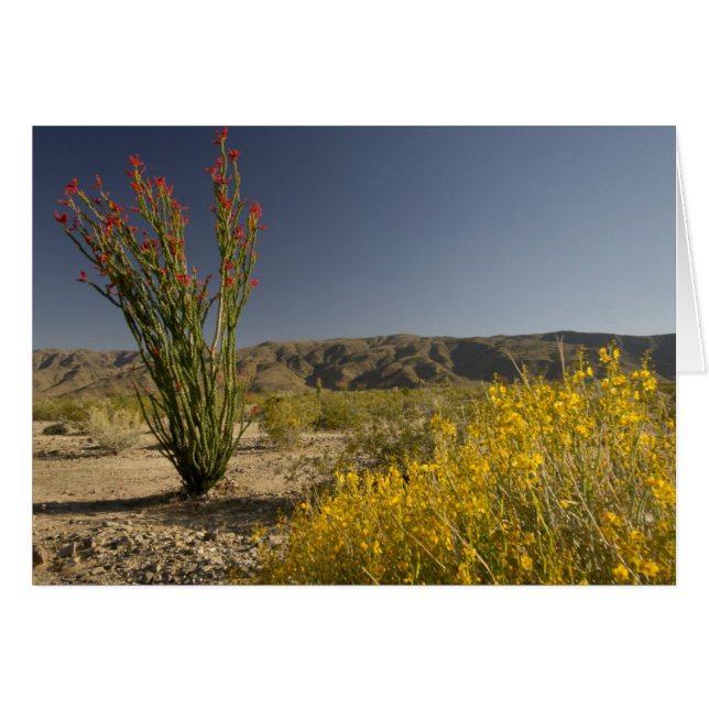 Ocotillo and desert senna (Front Horizontal)