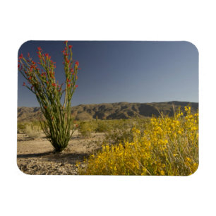 Ocotillo and desert senna magnet