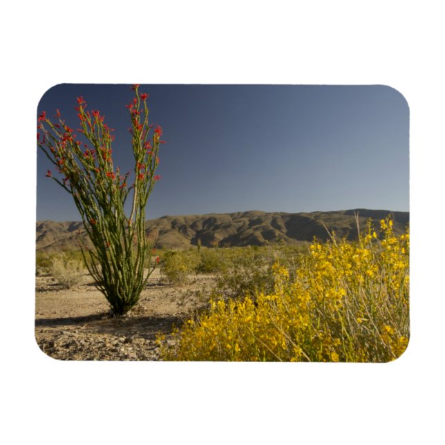 Ocotillo and desert senna magnet (Horizontal)