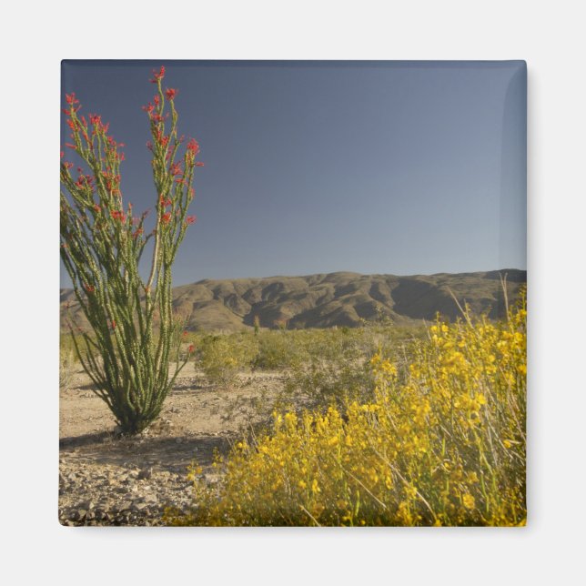 Ocotillo and desert senna magnet (Front)