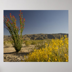 Ocotillo and desert senna poster