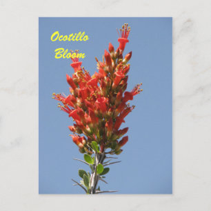 Ocotillo Bloom Postcard