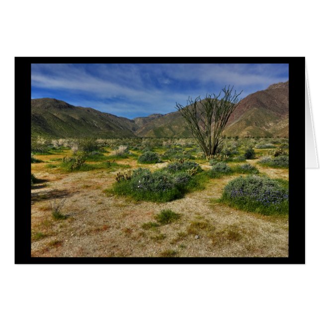 Ocotillo Borrego Springs 2017 (Front Horizontal)