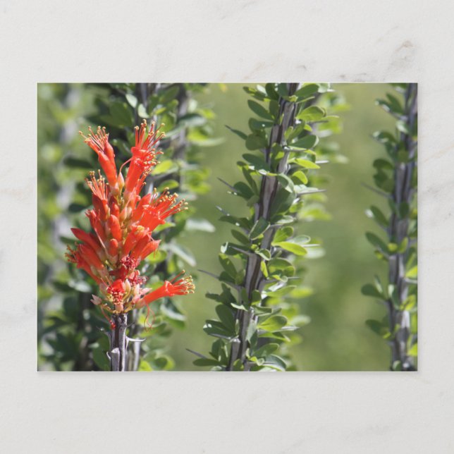 Ocotillo in Bloom Postcard (Front)