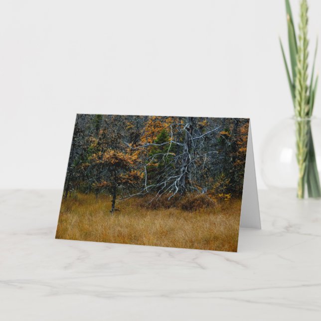 "October" Adirondack Forest and Trees Scene Card (Front)