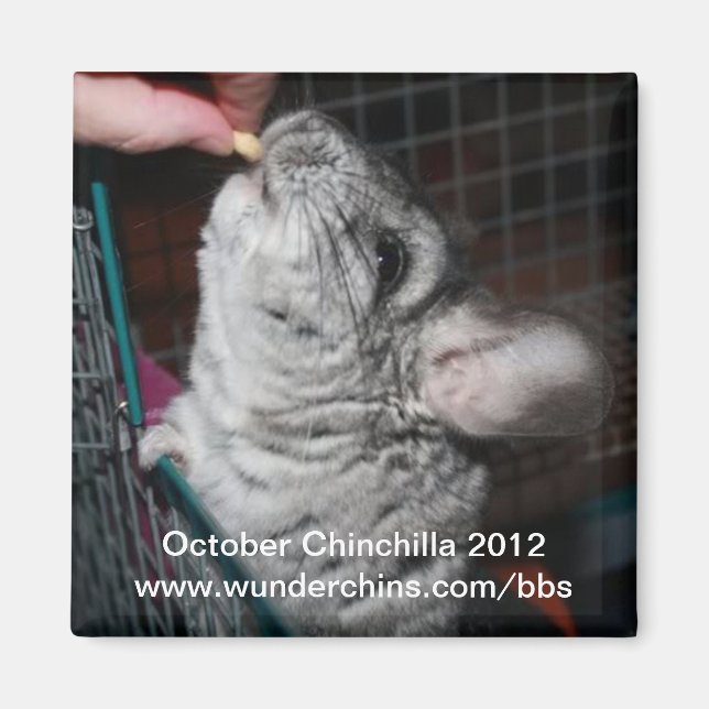 October chinchilla 2012 magnet (Front)