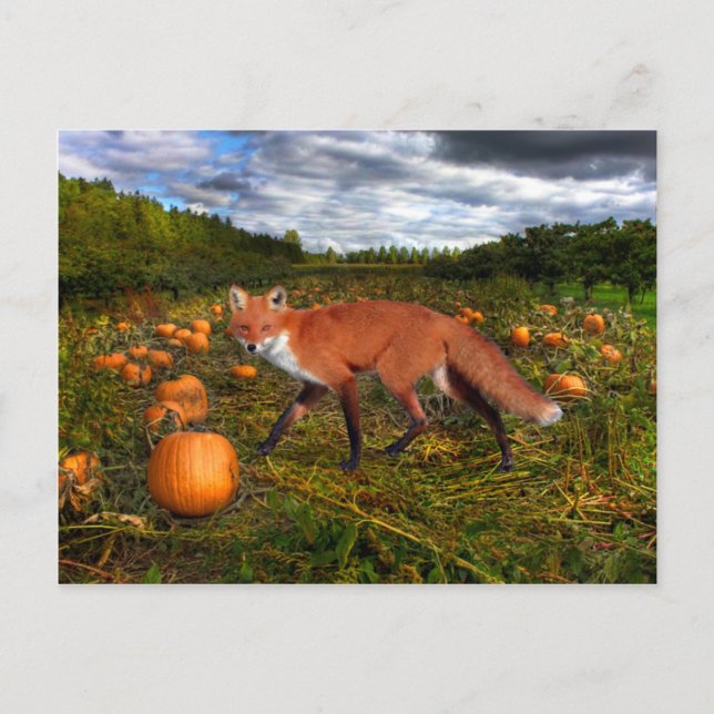 "October Fox" Postcard (Front)