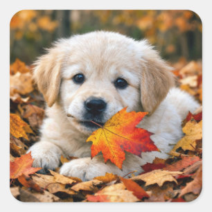 October Golden Retriever Puppy Square Sticker