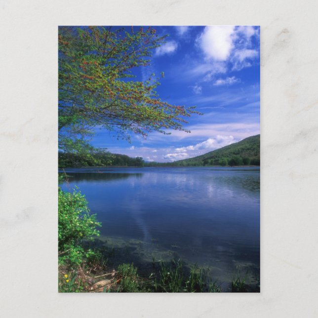 October Mountain State Forest Pond Postcard (Front)