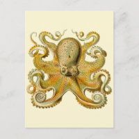 Octopus antique illustration sea monster