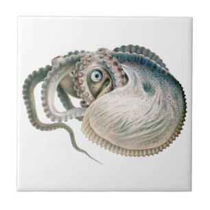 Octopus Argonaut, Vintage Marine Life Animals Ceramic Tile