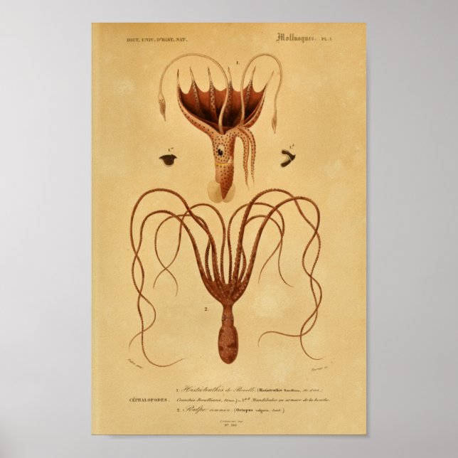 Octopus Cephalopodes Vintage Illustration Print (Front)