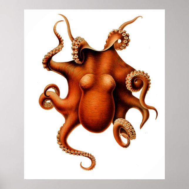 Octopus Die Cephalopod Vintage Poster (Front)
