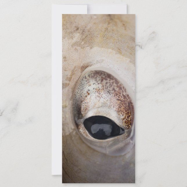 Octopus Eye Card (Front)