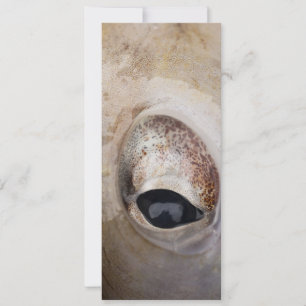 Octopus Eye Card