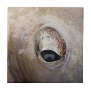 Octopus Eye Ceramic Tile