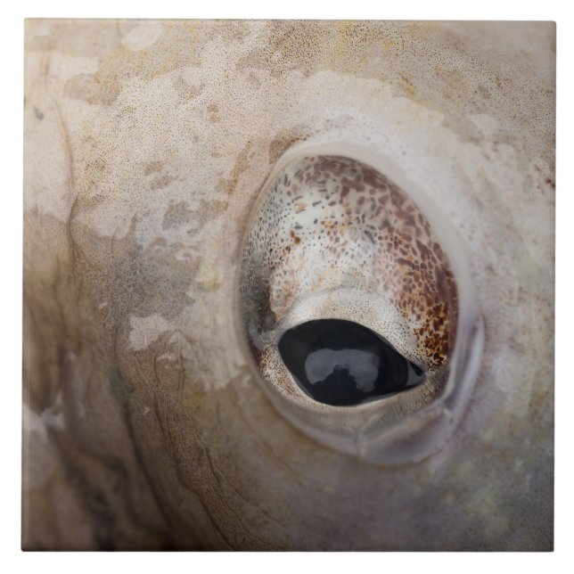 Octopus Eye Ceramic Tile (Front)