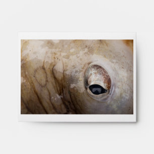Octopus Eye Envelope