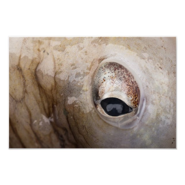 Octopus Eye Photo Print (Front)