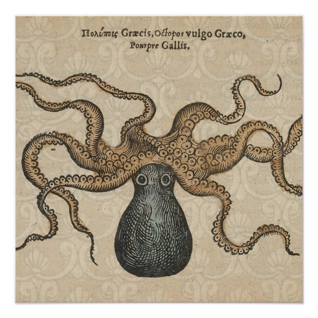 Octopus Kraken Vintage Illustration Poster (Front)