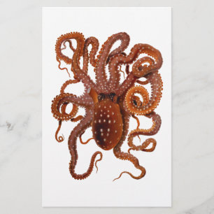 Octopus Macropus Atlantic White Spotted Octopus