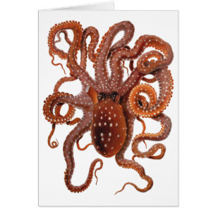Octopus Macropus, Vintage Marine Aquatic Animals