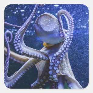 Octopus octopus squid in blue blubber square sticker