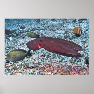 Octopus on the Go Poster