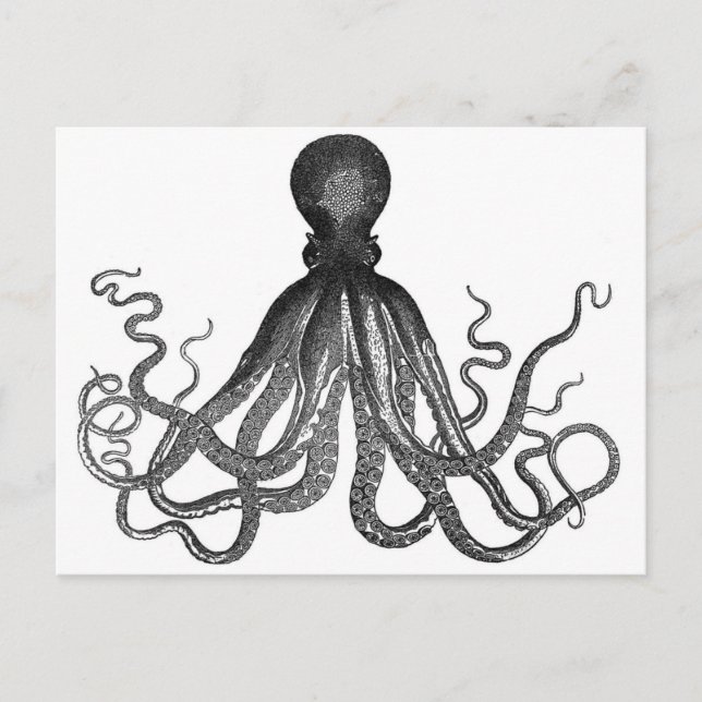 Octopus Postcard (Front)