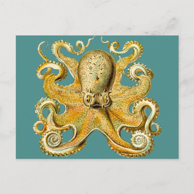 octopus postcard (Front)