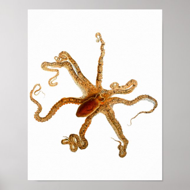 Octopus Print No.3 Cephalopod Sea Creature Art (Front)