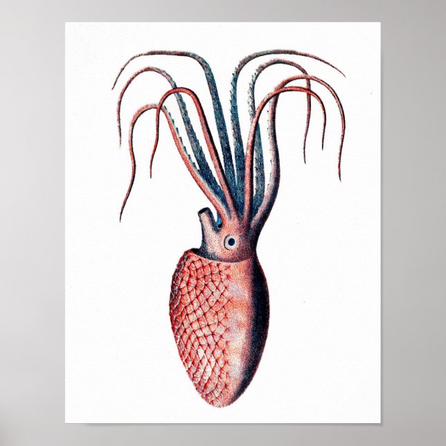 Octopus Print No.4 Cephalopod Sea Creature Art (Front)
