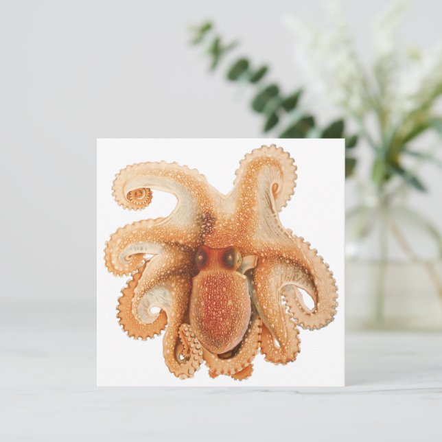 Octopus Salutii, Vintage Marine Aquatic Animals (Standing Front)