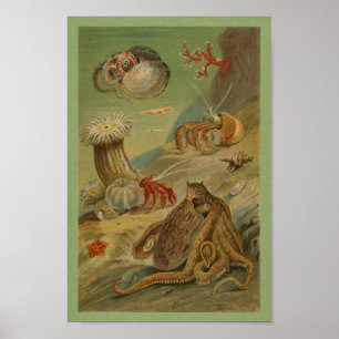 Octopus, Sea Anemone Illustration Marine life Poster