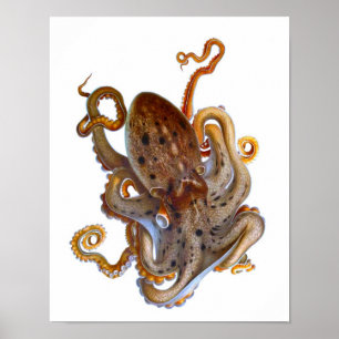Octopus Sea Creature Print