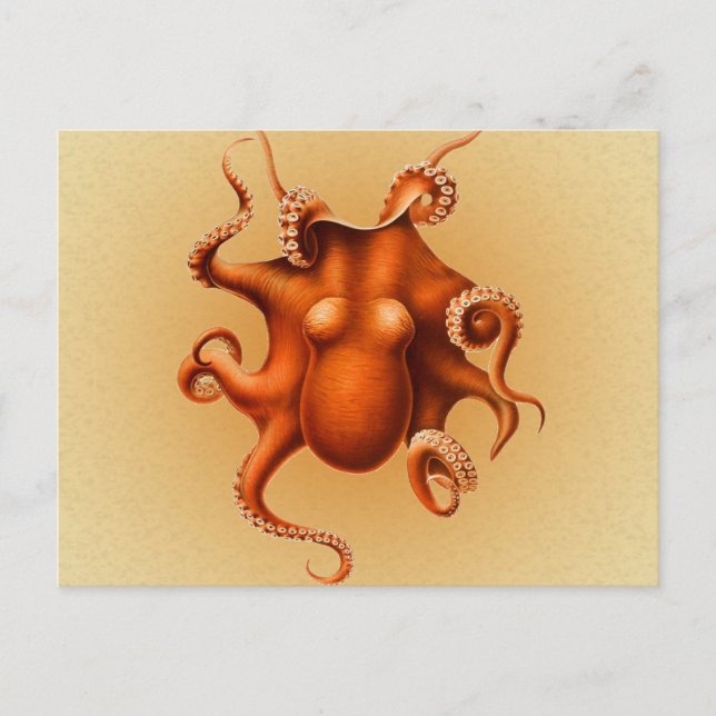 Octopus Sea Monster Creature Cephalapod Vintage Postcard (Front)
