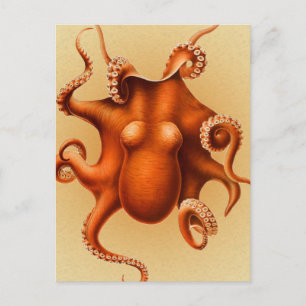 Octopus Sea Monster Creature Cephalapod Vintage Postcard