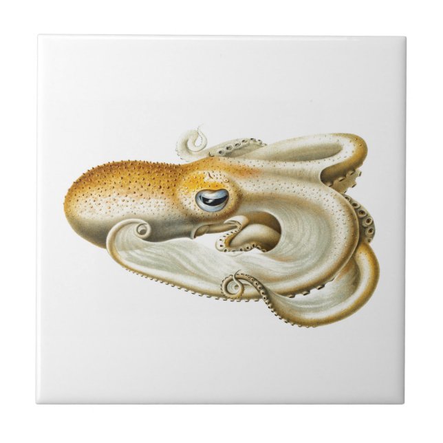 "OCTOPUS" SEALIFE CERAMIC TILE (Front)