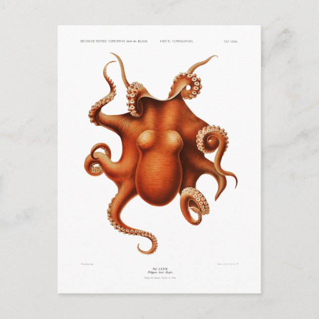 "OCTOPUS" SEALIFE POSTCARD (Front)