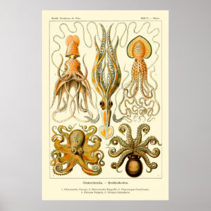Octopus & Squid Art Poster