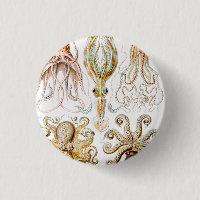 Octopus Squid, Gamochonia by Ernst Haeckel