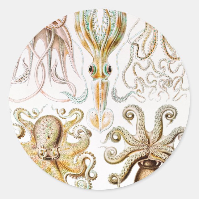 Octopus Squid, Gamochonia by Ernst Haeckel Classic Round Sticker (Front)