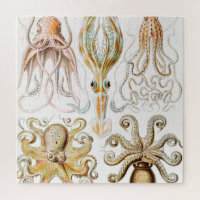 Octopus Squid, Gamochonia by Ernst Haeckel