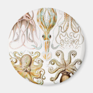 Octopus Squid, Gamochonia by Ernst Haeckel Magnet