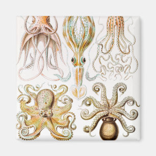 Octopus Squid, Gamochonia by Ernst Haeckel Magnet