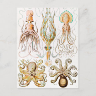 Octopus Squid, Gamochonia by Ernst Haeckel Postcard