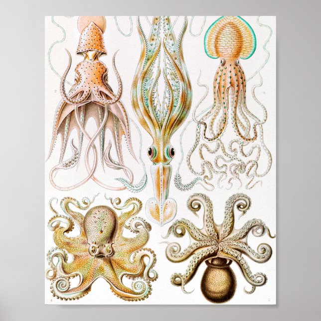 Octopus Squid, Gamochonia by Ernst Haeckel Poster (Front)